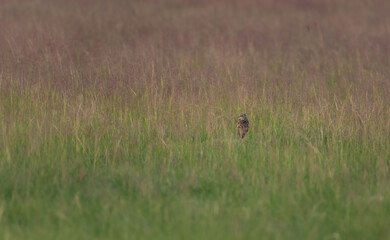 Birrowing Owl in the Prairie