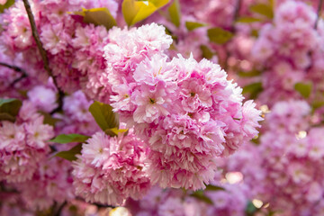 pink sakura flowers on blooming spring tree