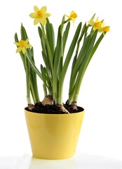 yellow flowers of daffodils close up isolated