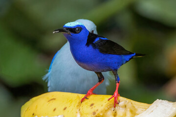 バナナの上にのるルリミツドリ