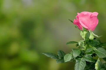 Beautiful fresh colored rose flower in the garden
