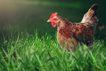 Old rooster walking on the green grass at the farm