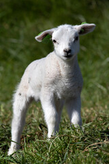 One single lamb in the green spring grass
