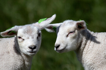 Obraz premium Two young lambs with their heads together in the Dutch spring.