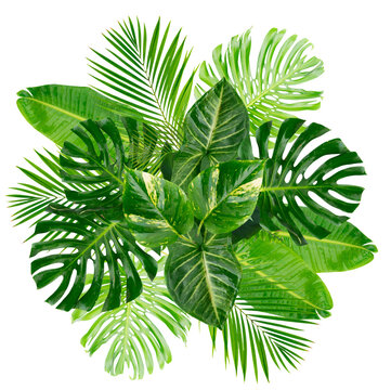 Fototapeta tropical leaves isolated, png file