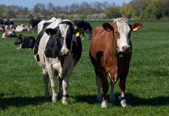Portrait of a Dutch black, white and brown Holstein cow in the pasture.