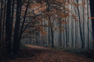 autumn in a forest on a foggy day