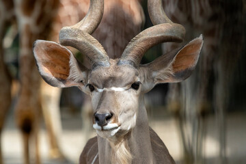 Naklejka premium Front headshot of big kudu animal 