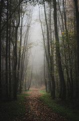 Naklejka premium autumn in a forest on a foggy day