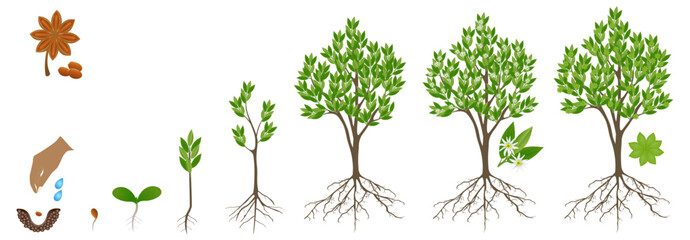 Cycle of growth of star anise tree on a white background.