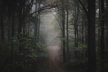 autumn in a forest on a foggy day