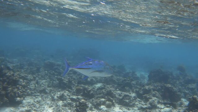 Bluefin trevally fish with remora swimming in the sea