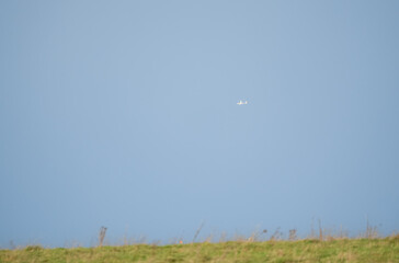 a low wing two-seat self-launching motor glider flying in a blue sky