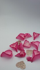 pink rose on a wooden background