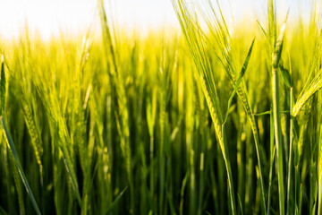 Barley field. View on fresh ears of young green barley in spring summer field close-up.