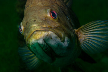Close-up shot of a wild largemouth bass swimming in a Michigan inland lake. Micropterus salmoides