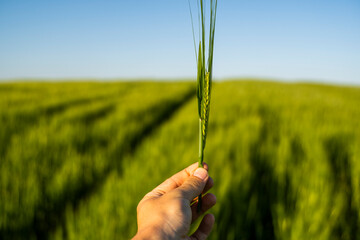 Barley spike in farmers hand. Barley field. Agriculture. The concept of agriculture, healthy...