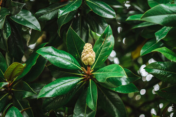 Seed and fruit of a magnolia tree with green leaves background