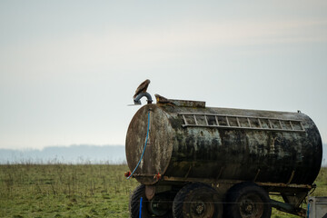 close-up of a pair of wild red kites (Milvus milvus) perched on a water storage transport container