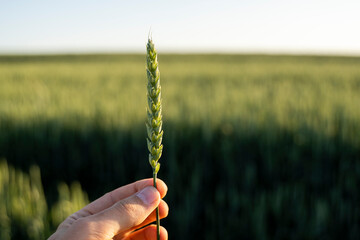 Green wheat spike in farmers hand with a agricultural field on background, rural landscape. Green...