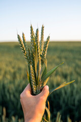 Young wheat spikes in farmers hand with a agricultural field on background, rural landscape. Green unripe cereals. The concept of agriculture, healthy eating, organic food.