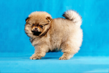 A puppy of a red-colored Pomeranian spitz of two months of age stands funny in a rack