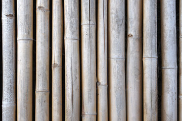 Bamboo walkway in the garden