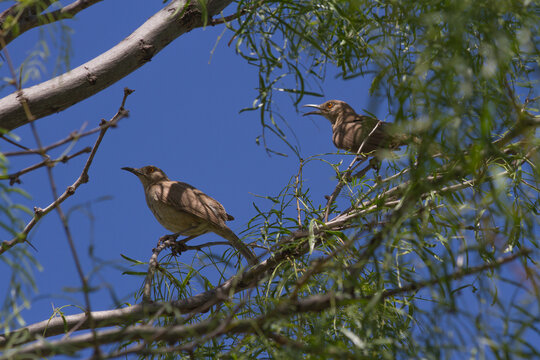 Curve-billed Thrasher pair in mesquite tree in Texas.