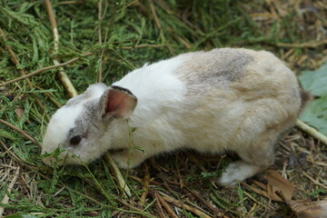 Fototapeta premium rabbit in the farm looking for food