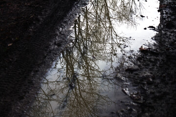 Spiegelung von Bäumen in einer Pfütze im Wald