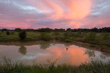 Fototapeta na wymiar Ranch Pond with beautiful reflection of feeder and sunrise.