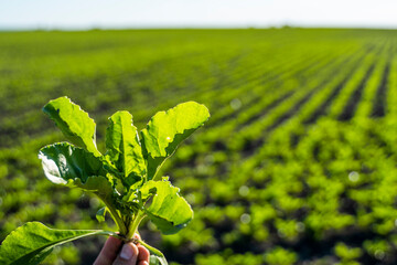 Farmer holding a leaves of sugar beet with a beetroot field on the background. Growing beet...