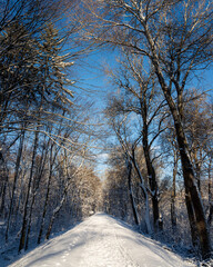 Obraz premium Słoneczny zimowy poranek w ośnieżonym dzikim parku Młociny na Mazowszu