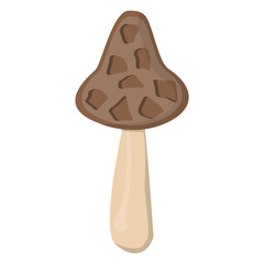Morel mushroom. Edible Organic mushrooms. Truffle brown cap. Forest wild mushrooms types.
