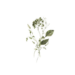 Watercolor floral bouquet. Hand painted set of forest greenery, wildflowers, herbs. Green leaves, branches, foliage isolated on white background. Botanical illustration for design, print or background