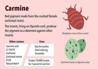 How carmine pigment is made from cochineal insects