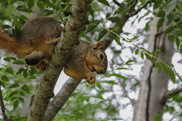 Boss fox squirrel in tree looking down.