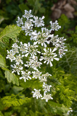 Scandix iberica plant is in the winter time in Israel. vertical frame