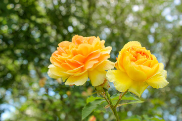 yellow shrub rose cultivar