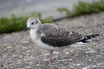 Sabine’s Gull in inland, Xema sabini, mewa obrożna