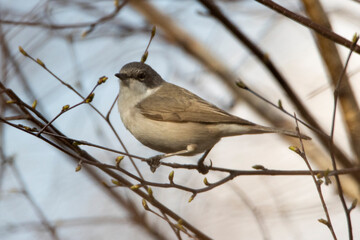 Lesser Whitethroat, Sylvia curruca, piegża