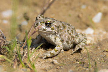 ropucha zielona, The European green toad Bufotes viridis - obrazy, fototapety, plakaty