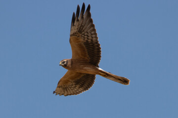 Montagu’s Harrier in flight, Błotniak łąkowy Circus pygargus