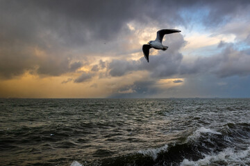 Seagull on the beach. The sea at sunset. Gdynia, Poland.