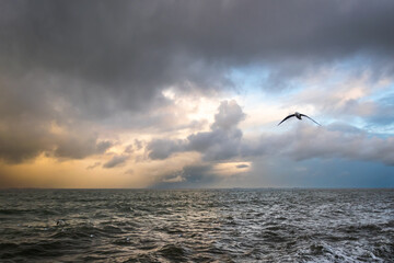 Seagull on the beach. The sea at sunset. Gdynia, Poland.