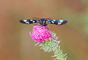 The nine-spotted moth on thistle flower, front view, Amata phegea