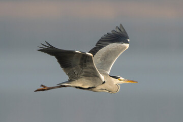 czapla siwa, gray heron in flight