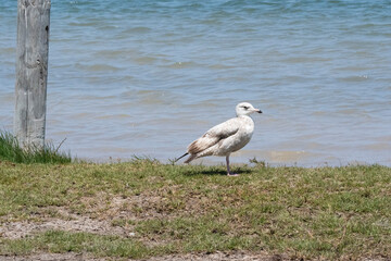 Rare Visitor to Texas, this Glaucous Gull was near Corpus Christi.  