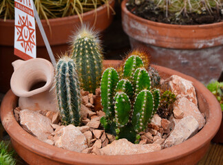 ogródek żwirowy w doniczce, meksykańskie kaktusy w doniczce, mimi skalniak w doniczce, cactus plant in a pot, garden in a pot with cactus, Cacti Planted In The Pots