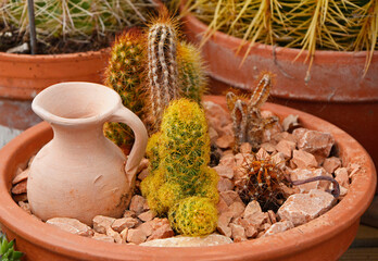 ogródek żwirowy w doniczce, meksykańskie kaktusy w doniczce, mimi skalniak w doniczce, cactus plant in a pot, garden in a pot with cactus, Cacti Planted In The Pots - obrazy, fototapety, plakaty